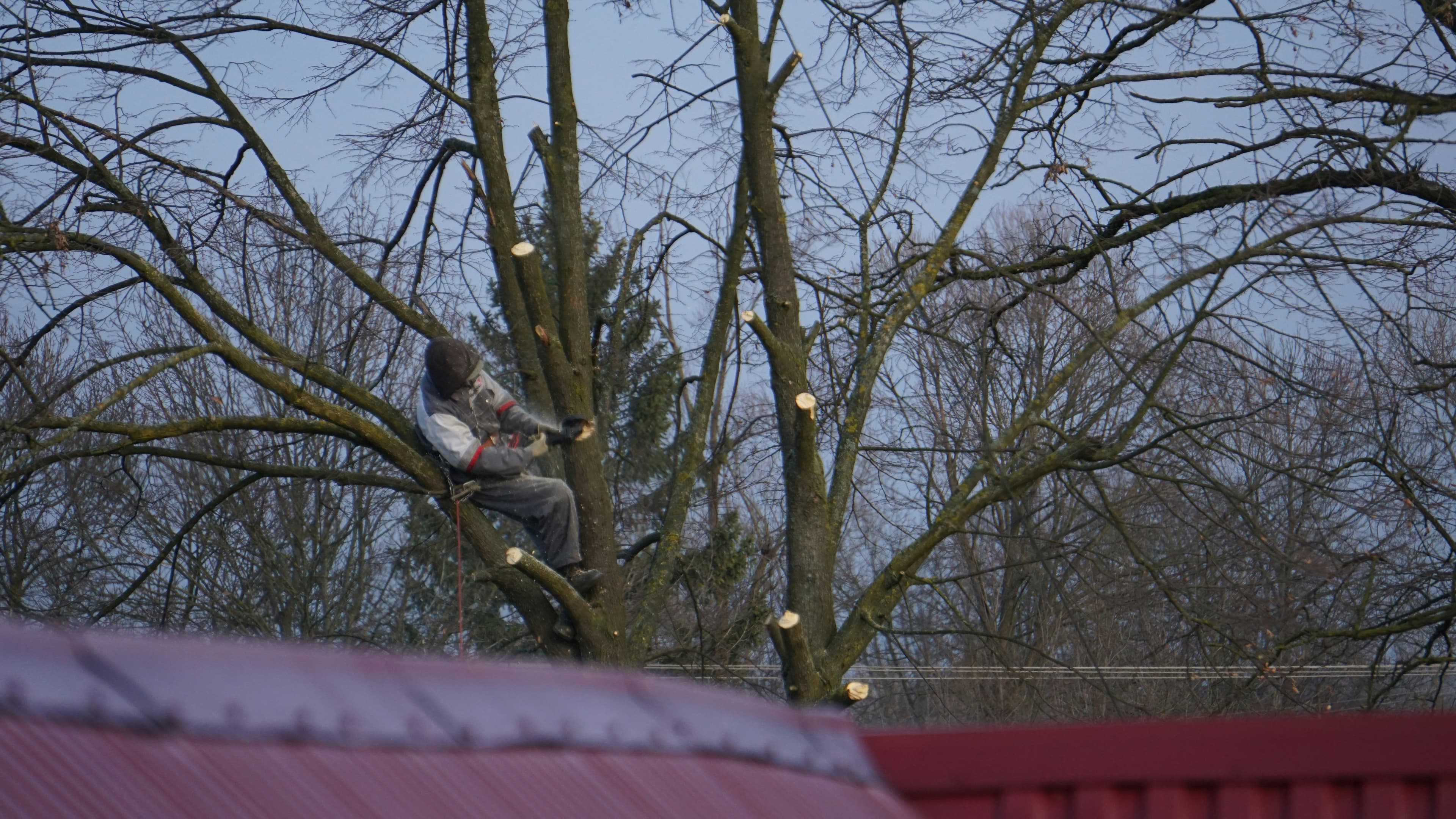 Geko Tree Service 3