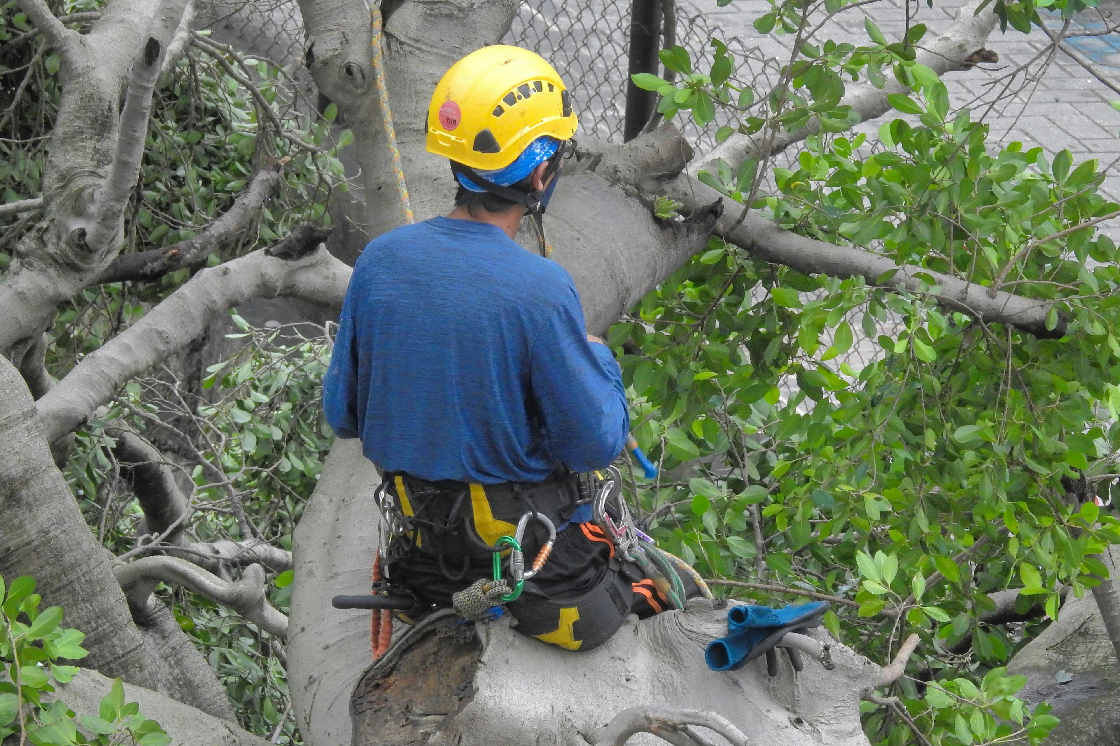Geko Tree Service 4